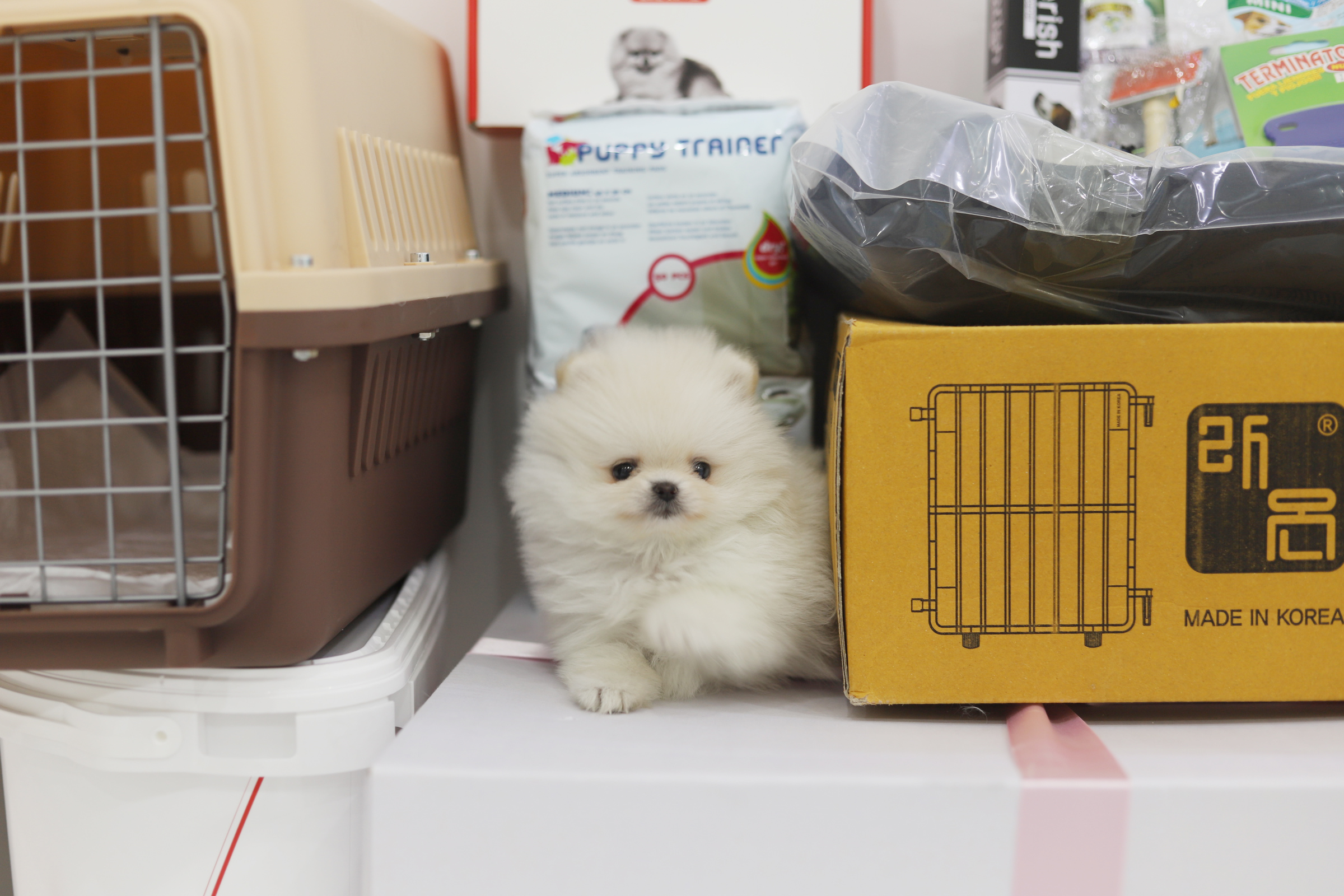 포메라니안분양(20만원부터)