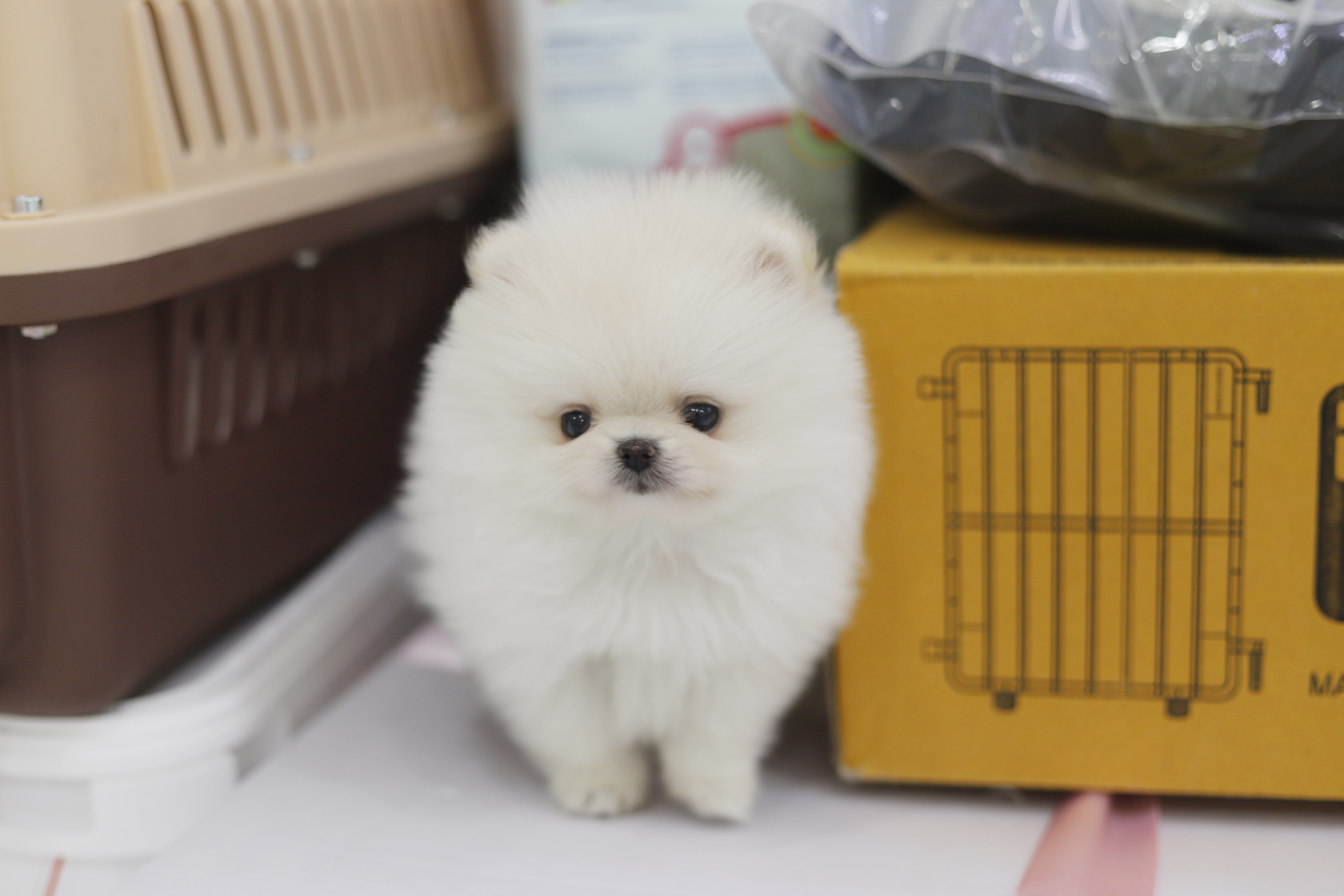 포메라니안분양(20만원부터)