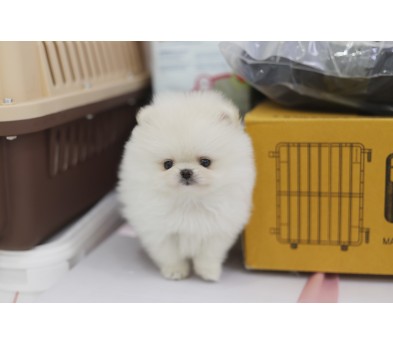 포메라니안분양(20만원부터)