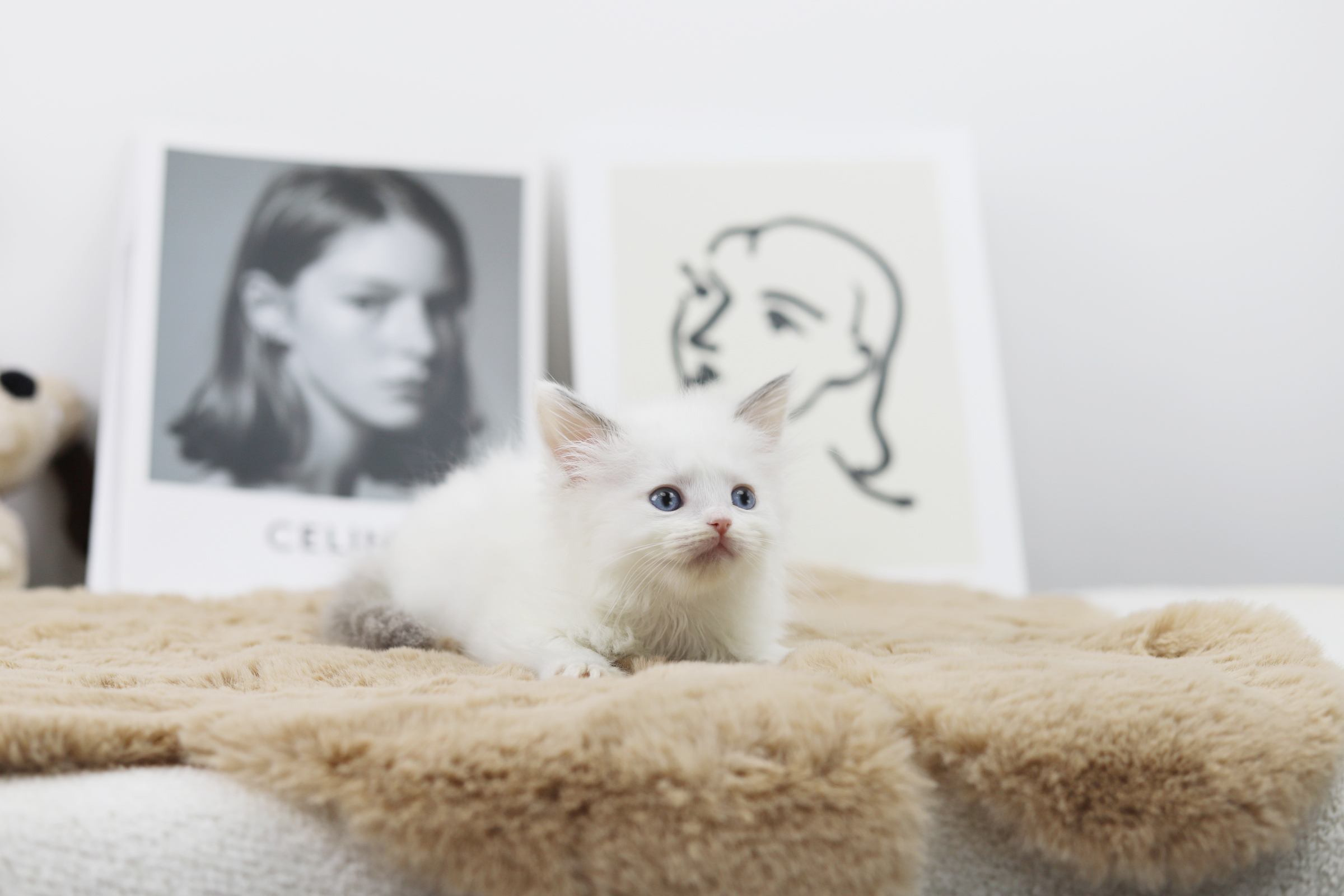 렉돌 분양합니다