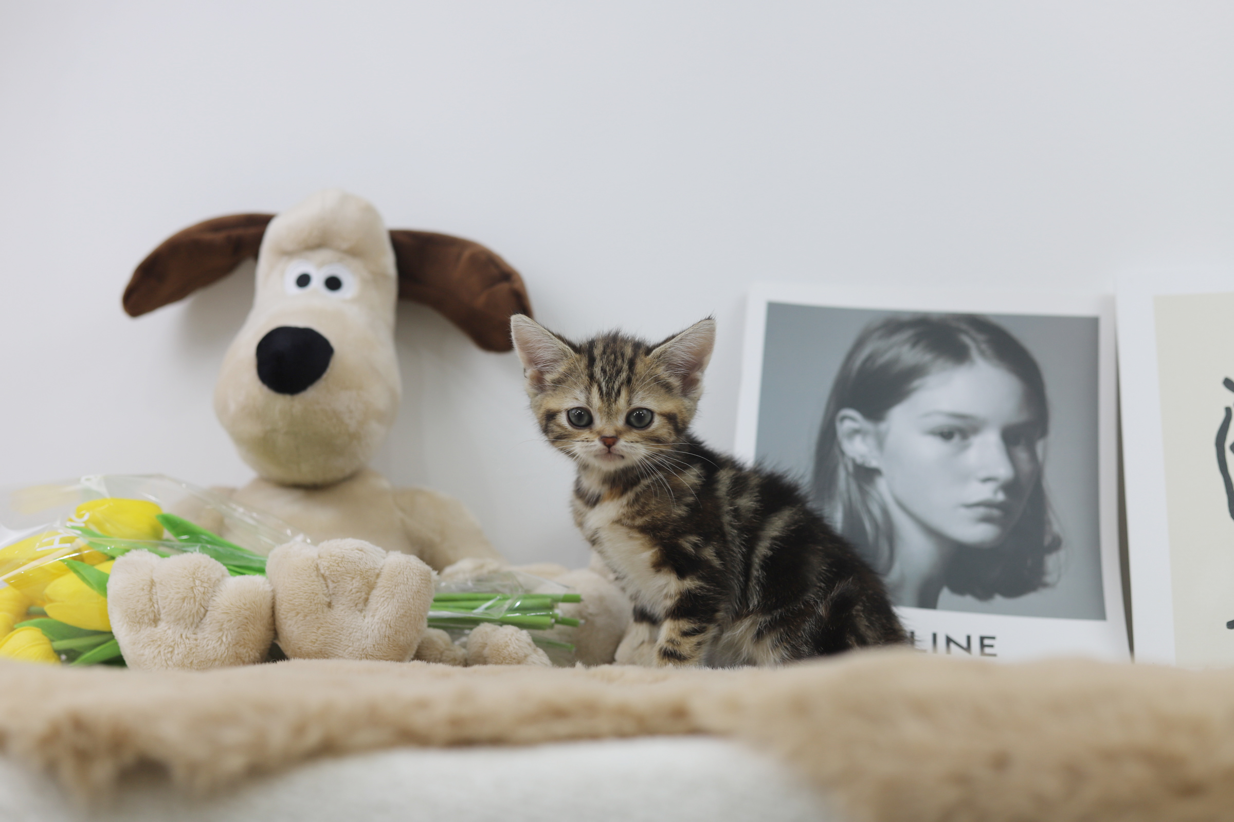 브리티쉬숏헤어분양합니다