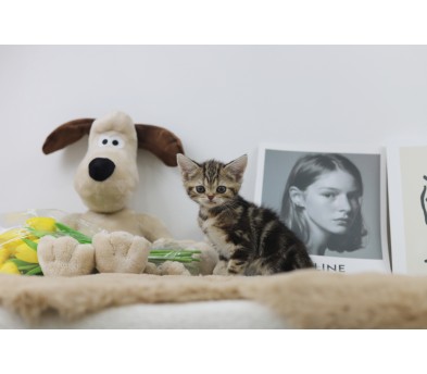 브리티쉬숏헤어분양합니다