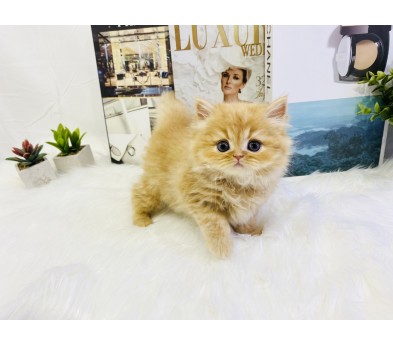 먼치킨(20만원부터)