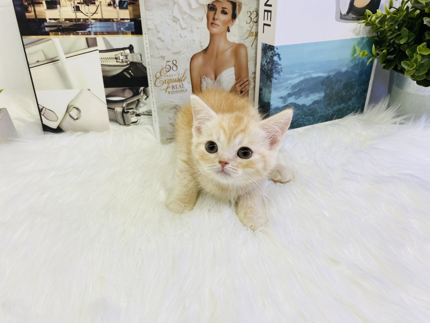 브리티쉬숏헤어분양합니다