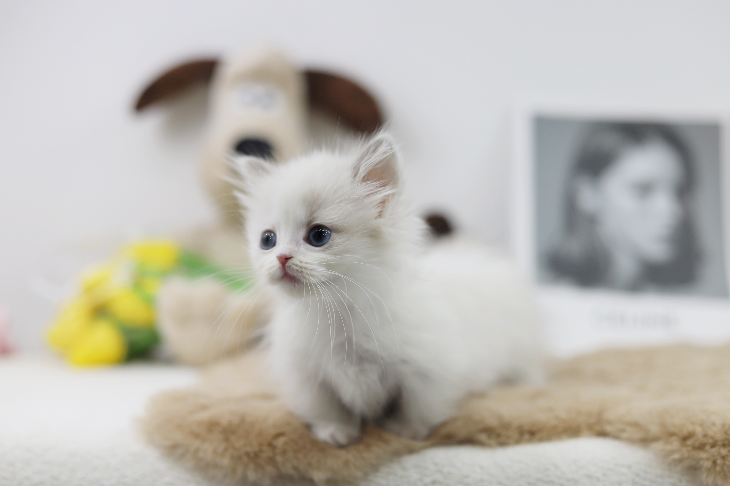 먼치킨(20만원부터)