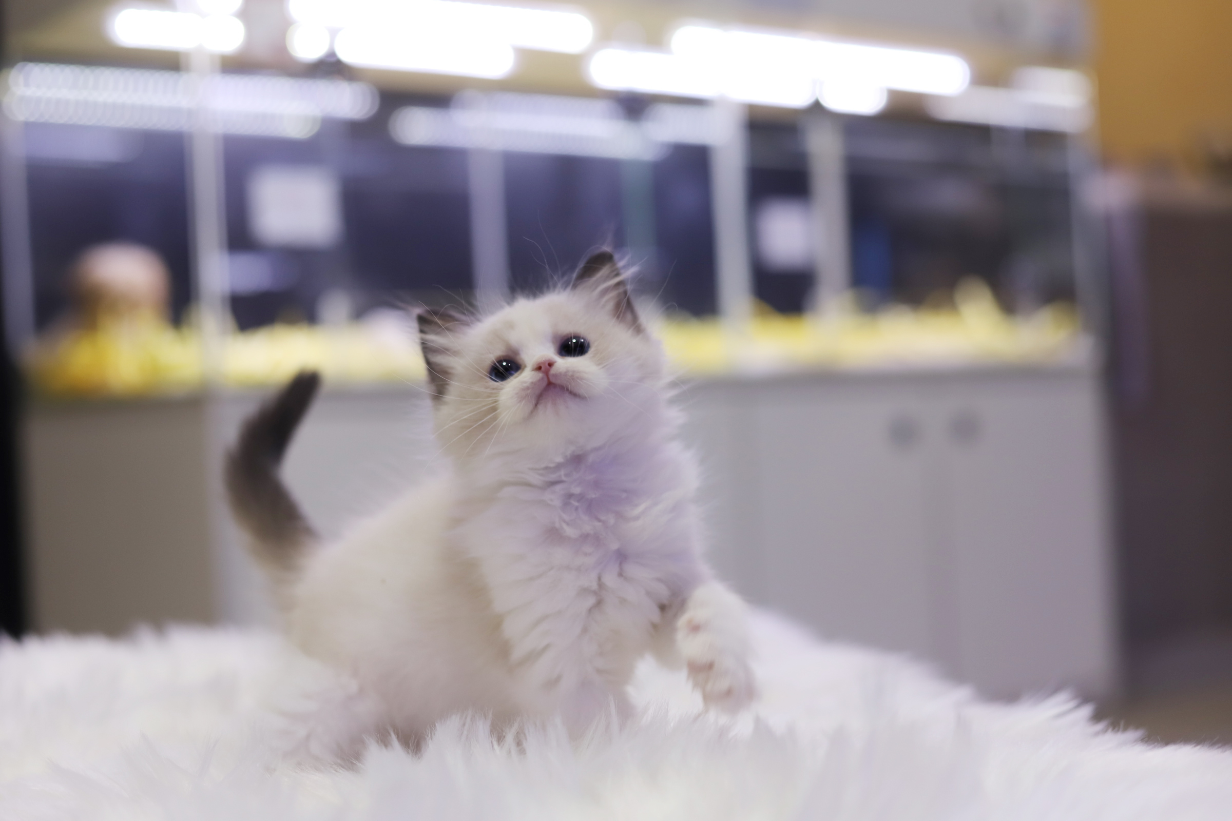 렉돌 분양합니다