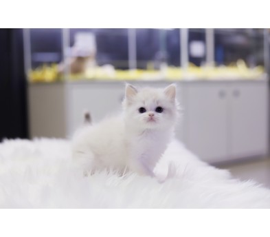 렉돌 분양합니다