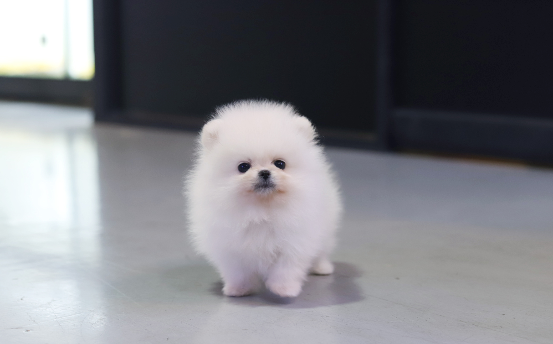 포메라니안분양(20만원부터)