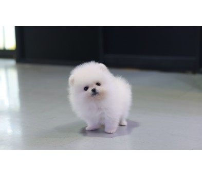 포메라니안분양(20만원부터)