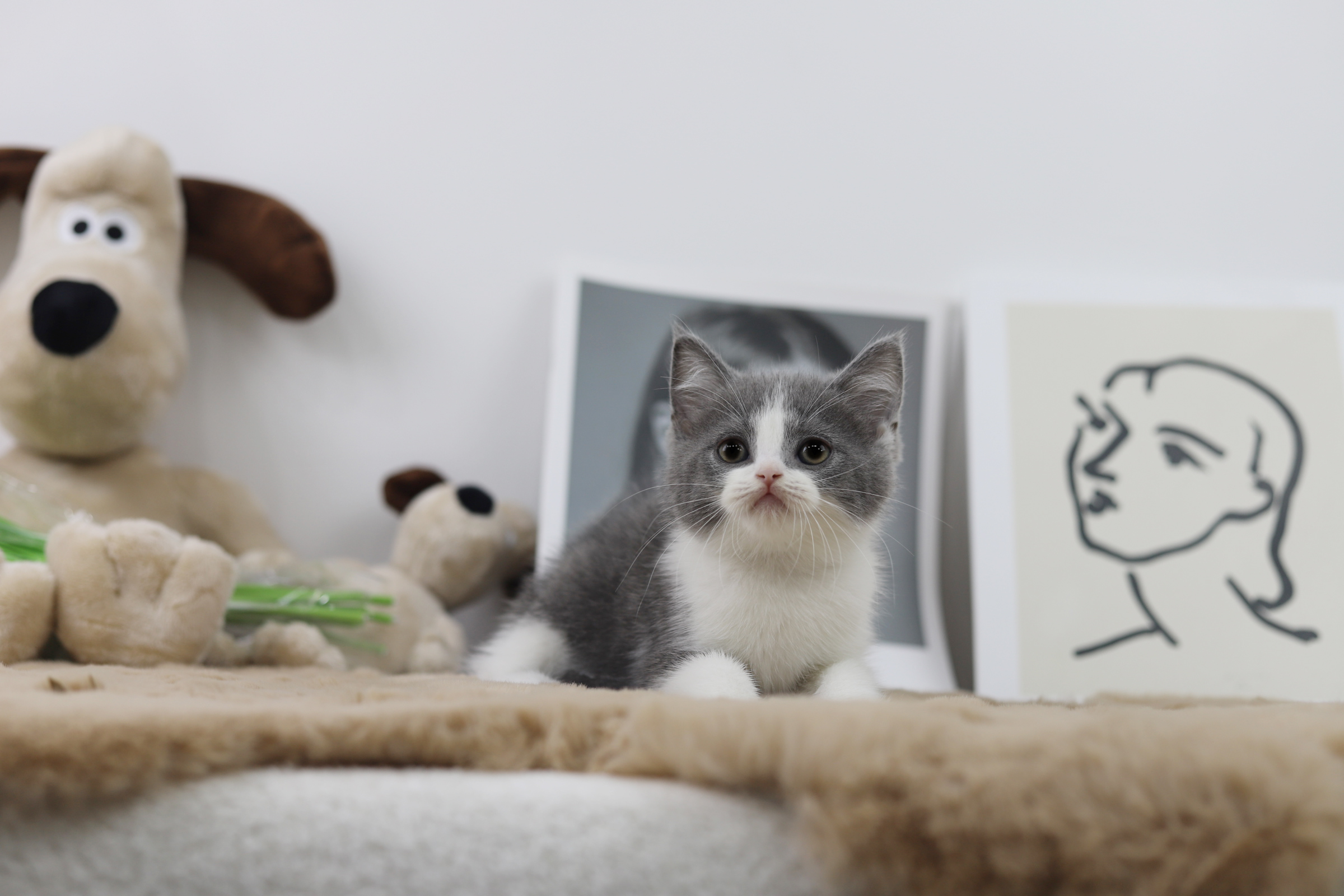 브리티쉬숏헤어 분양합니다