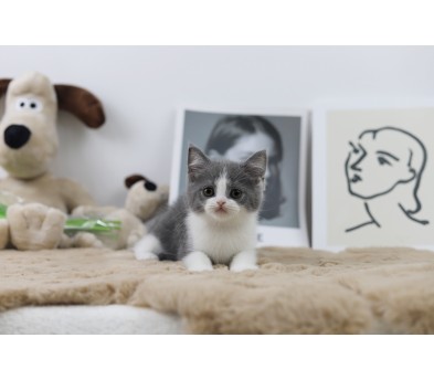 브리티쉬숏헤어 분양합니다