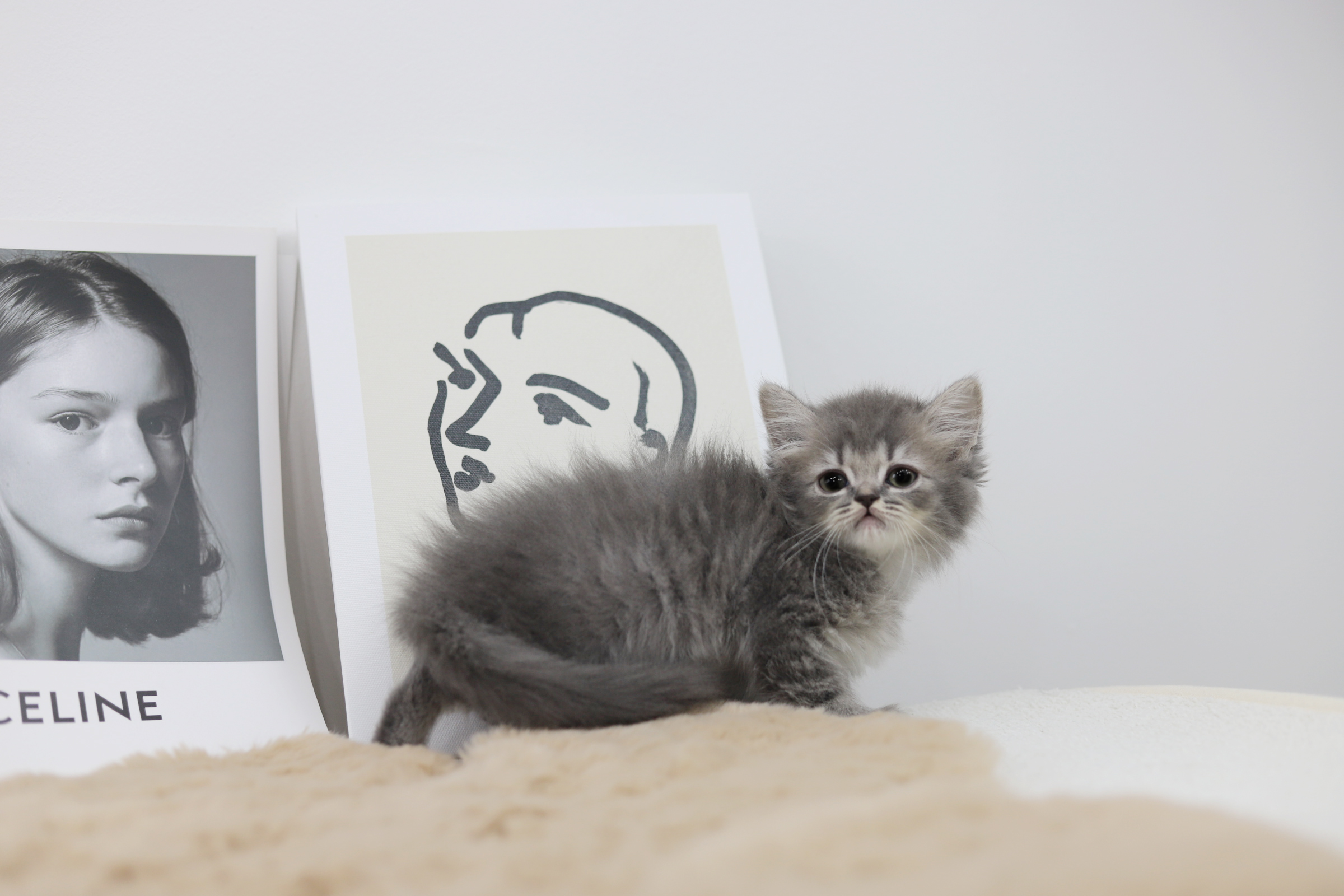 브리티쉬롱헤어 분양합니다