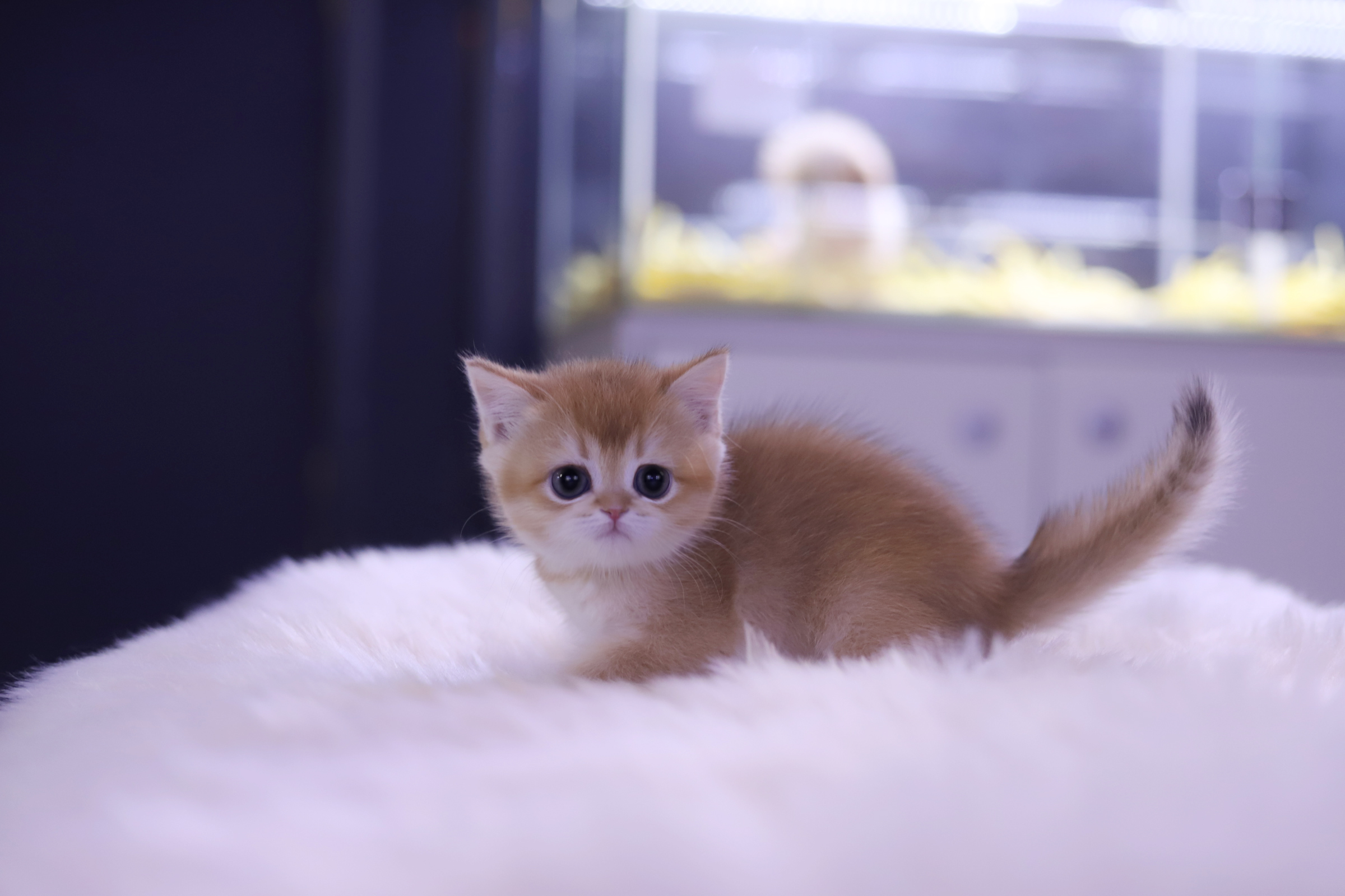 브리티쉬숏헤어 분양합니다