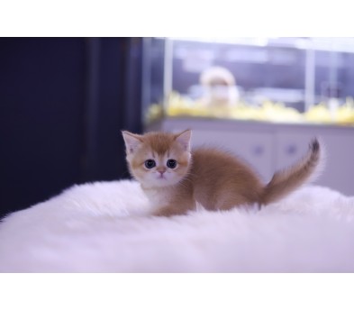 브리티쉬숏헤어 분양합니다