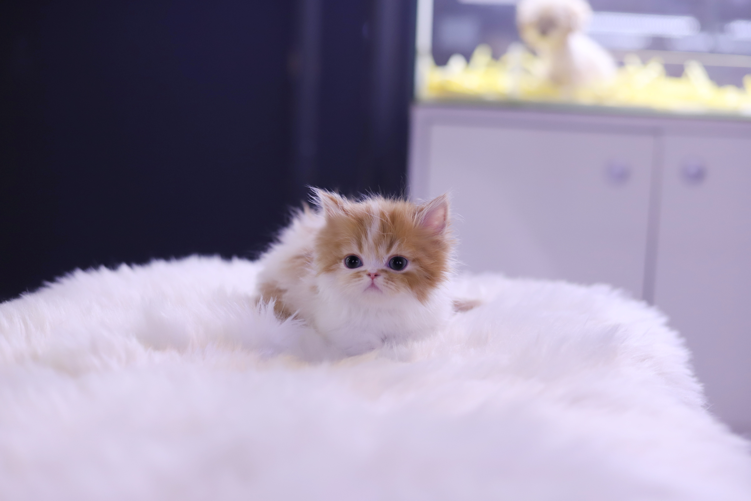 먼치킨(20만원부터)