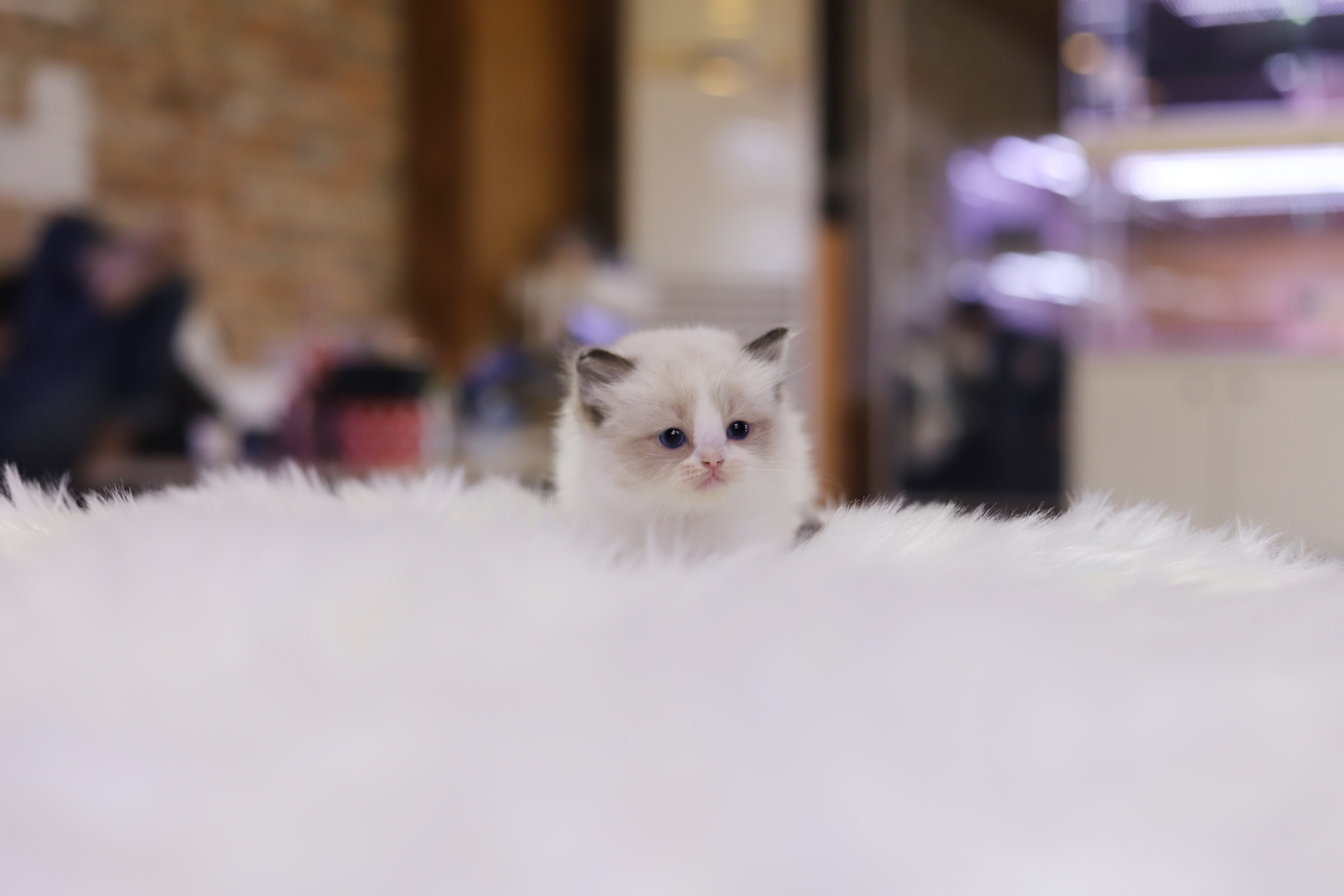 렉돌 분양합니다