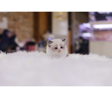 렉돌 분양합니다