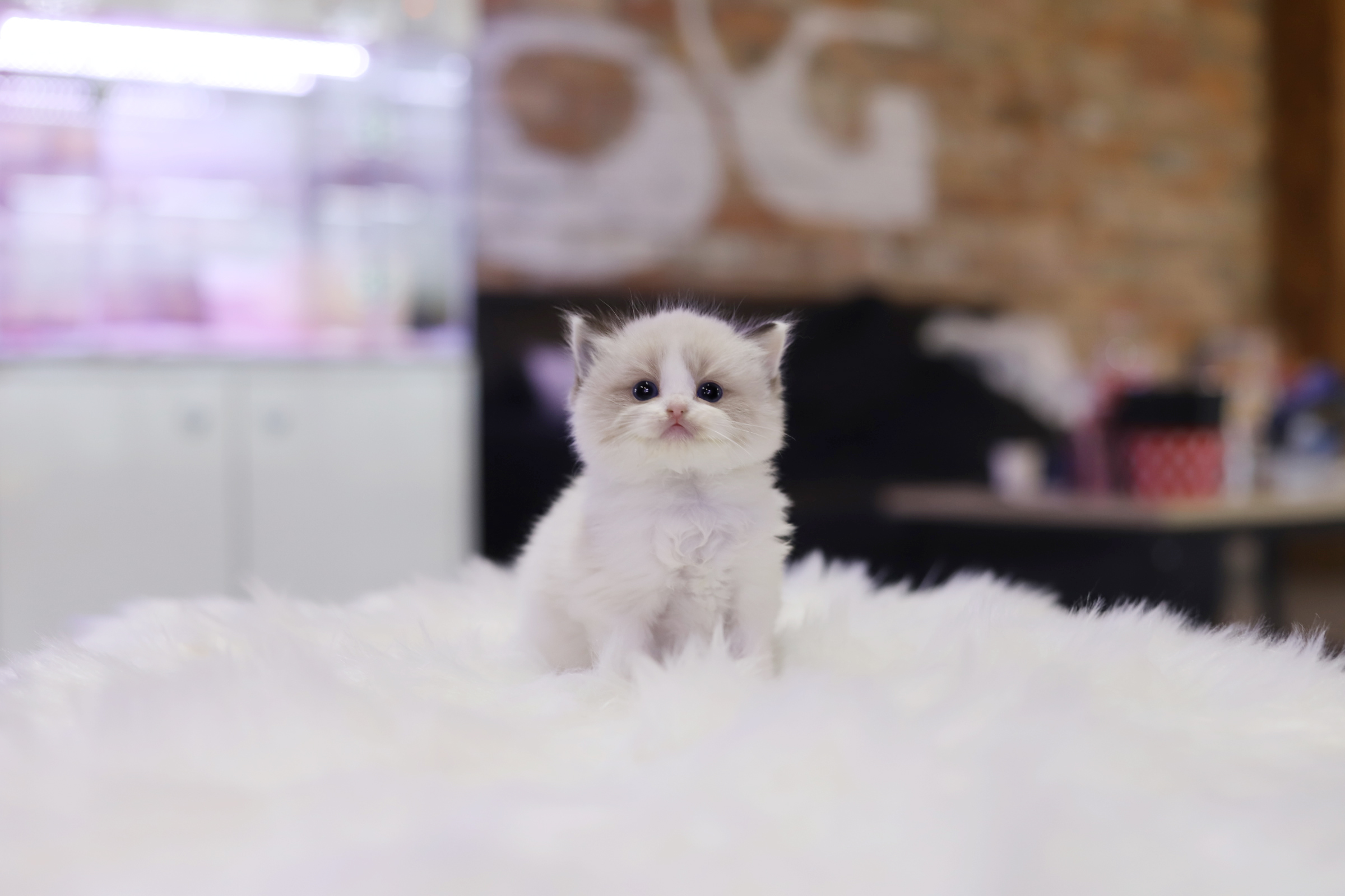 렉돌 분양합니다