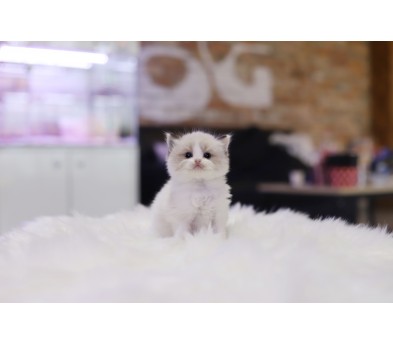 렉돌 분양합니다