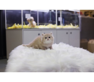 브리티쉬롱헤어 분양합니다