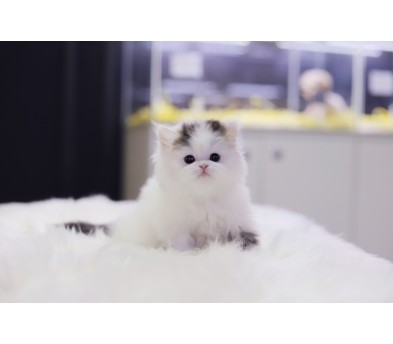 브리티쉬롱헤어 분양합니다