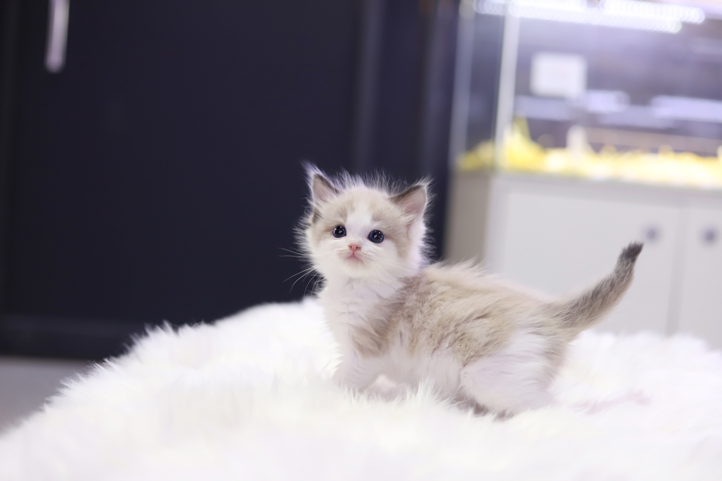 렉돌 분양합니다