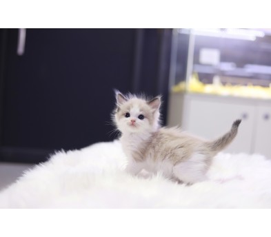 렉돌 분양합니다