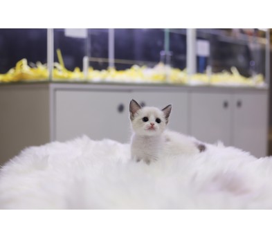 렉돌 분양합니다