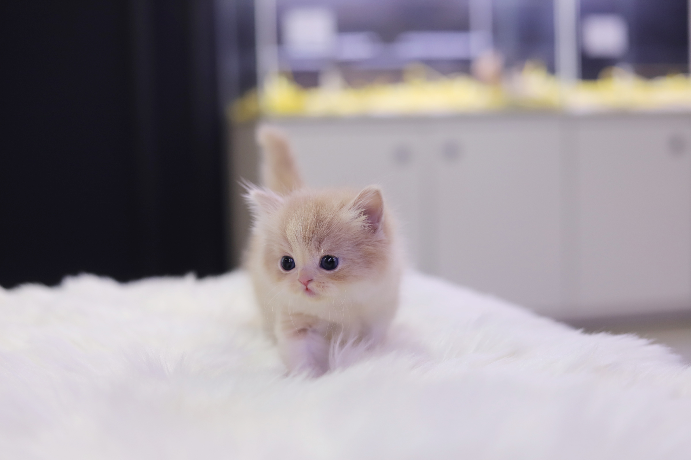 브리티쉬롱헤어 분양합니다