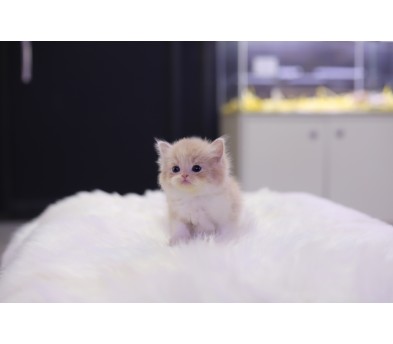 브리티쉬롱헤어 분양합니다