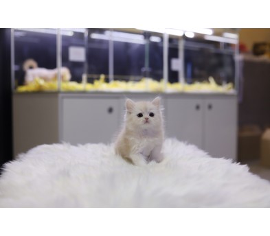 브리티쉬롱헤어 분양합니다