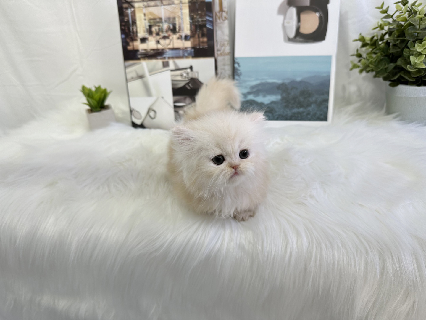 먼치킨(20만원부터)