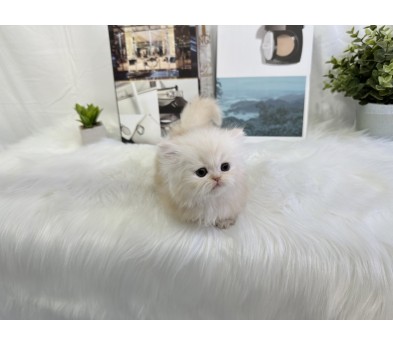 먼치킨(20만원부터)