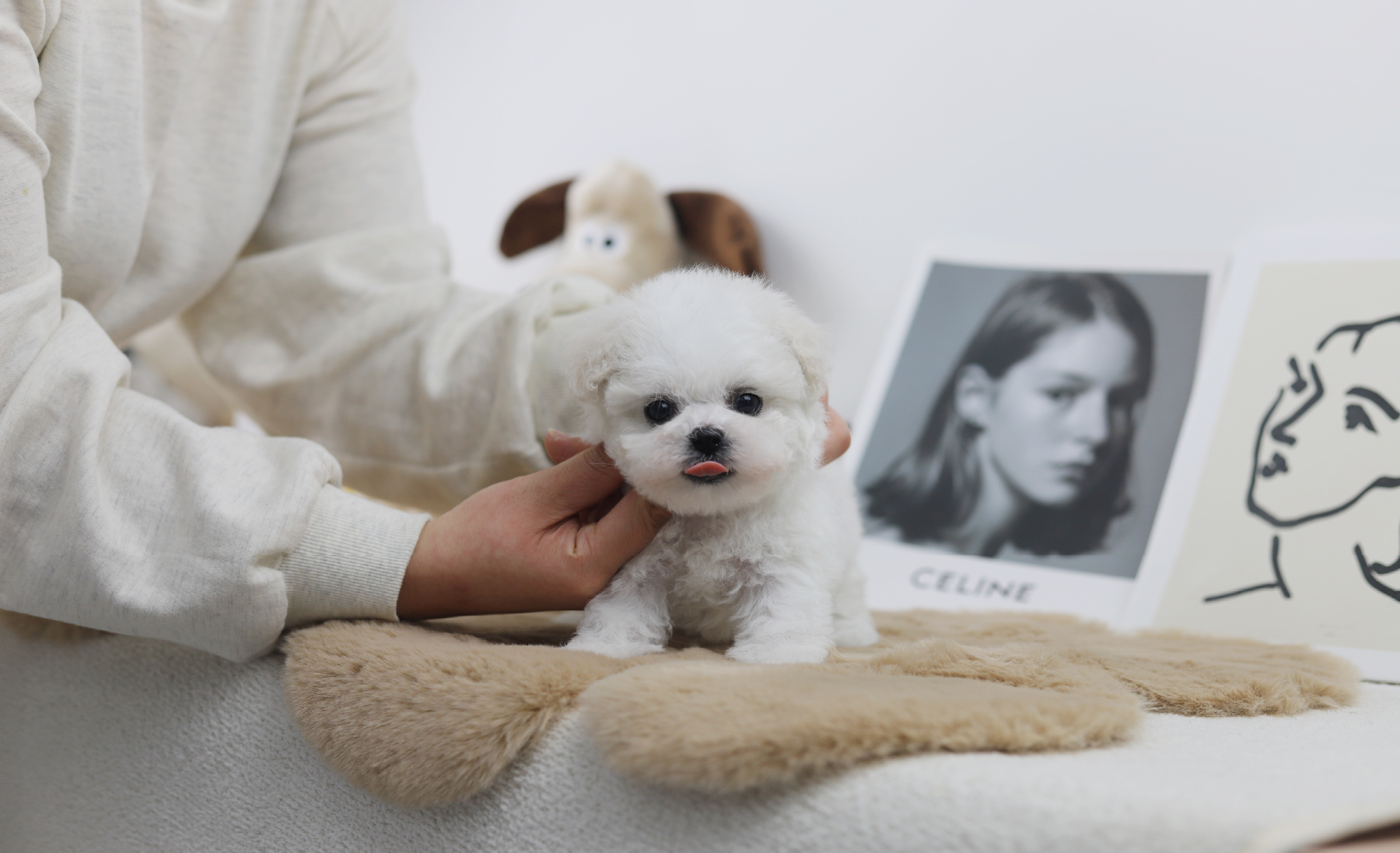 미니비숑분양합니다(10만원부터)