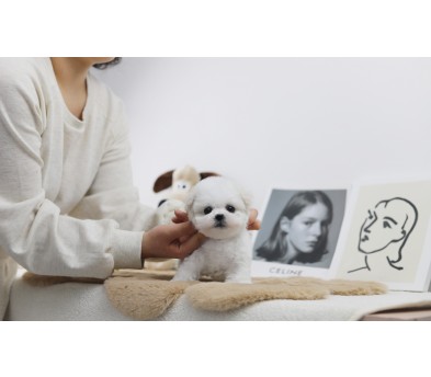 미니비숑분양합니다(10만원부터)