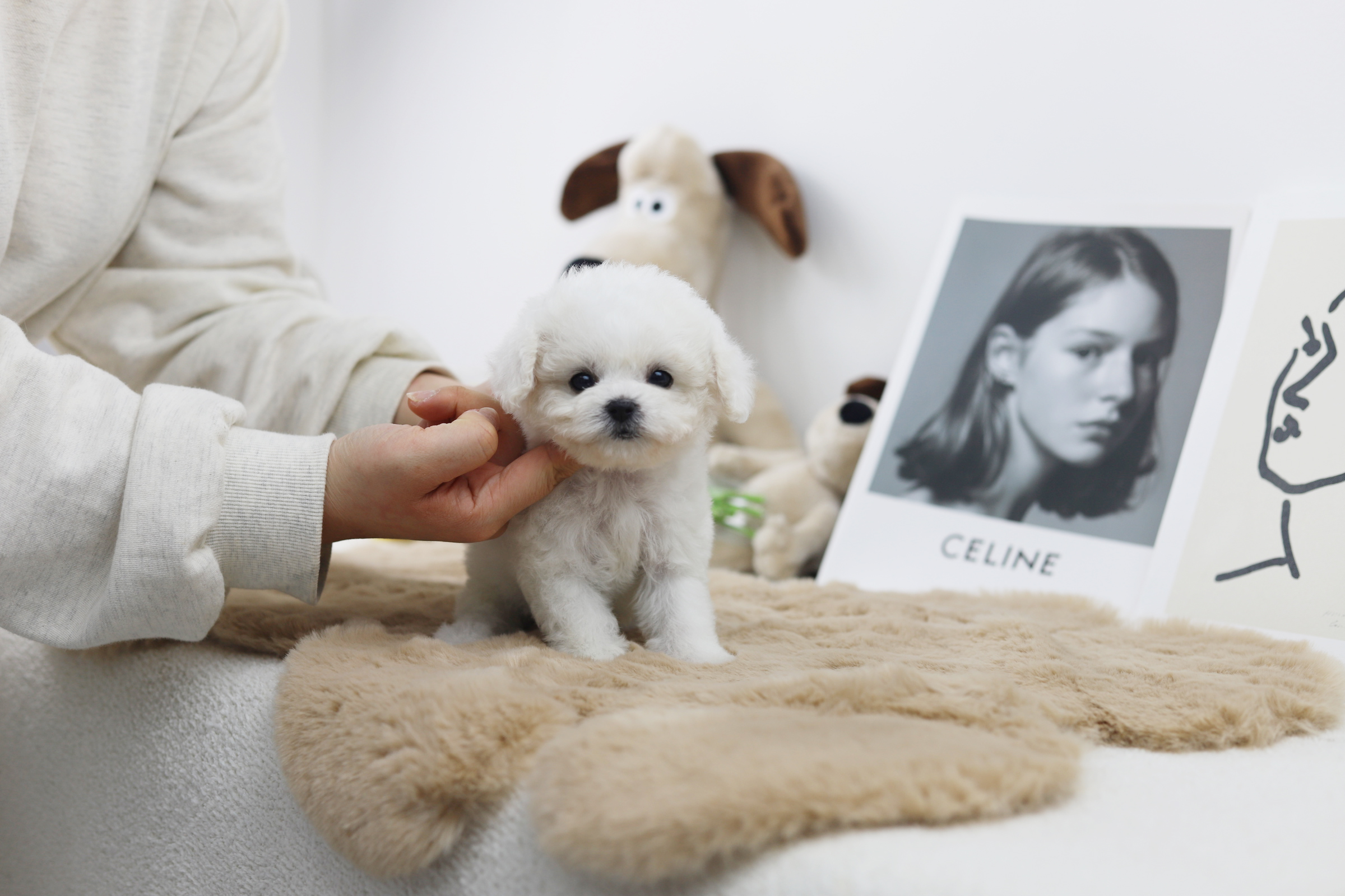 미니비숑분양합니다(10만원부터)