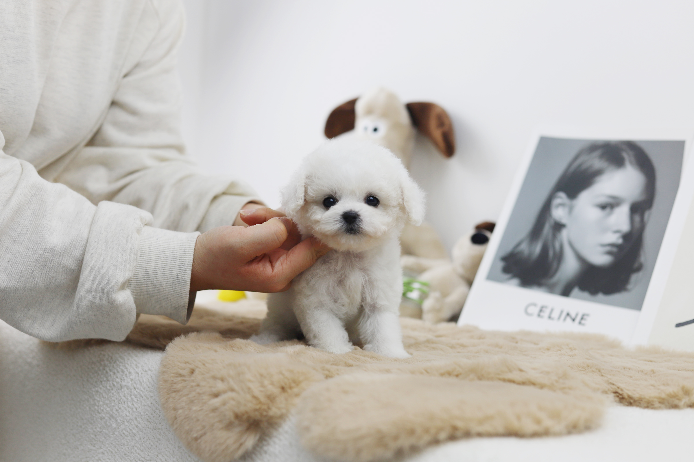 미니비숑분양합니다(10만원부터)