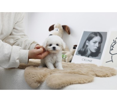 미니비숑분양합니다(10만원부터)