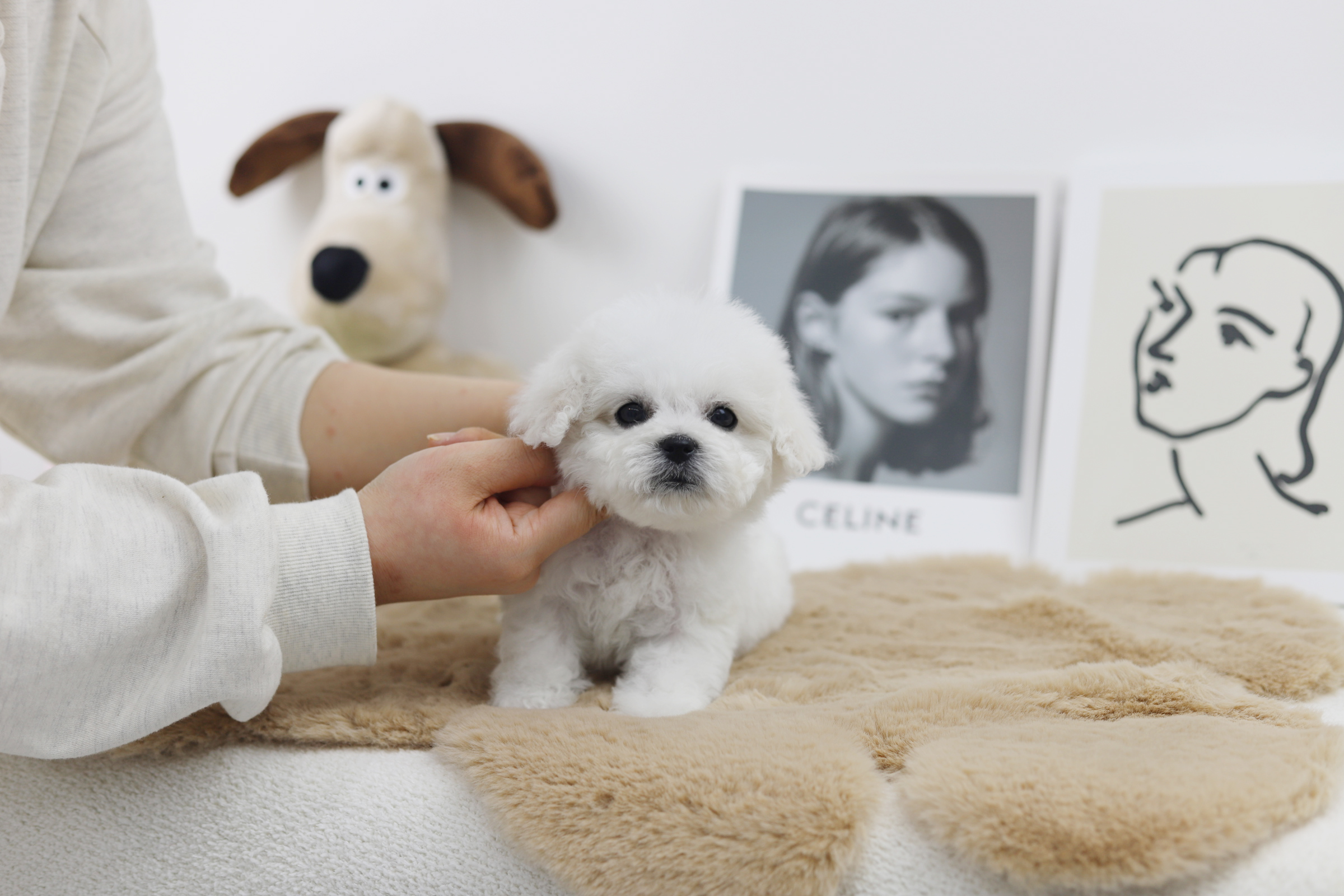 미니비숑분양합니다(10만원부터)