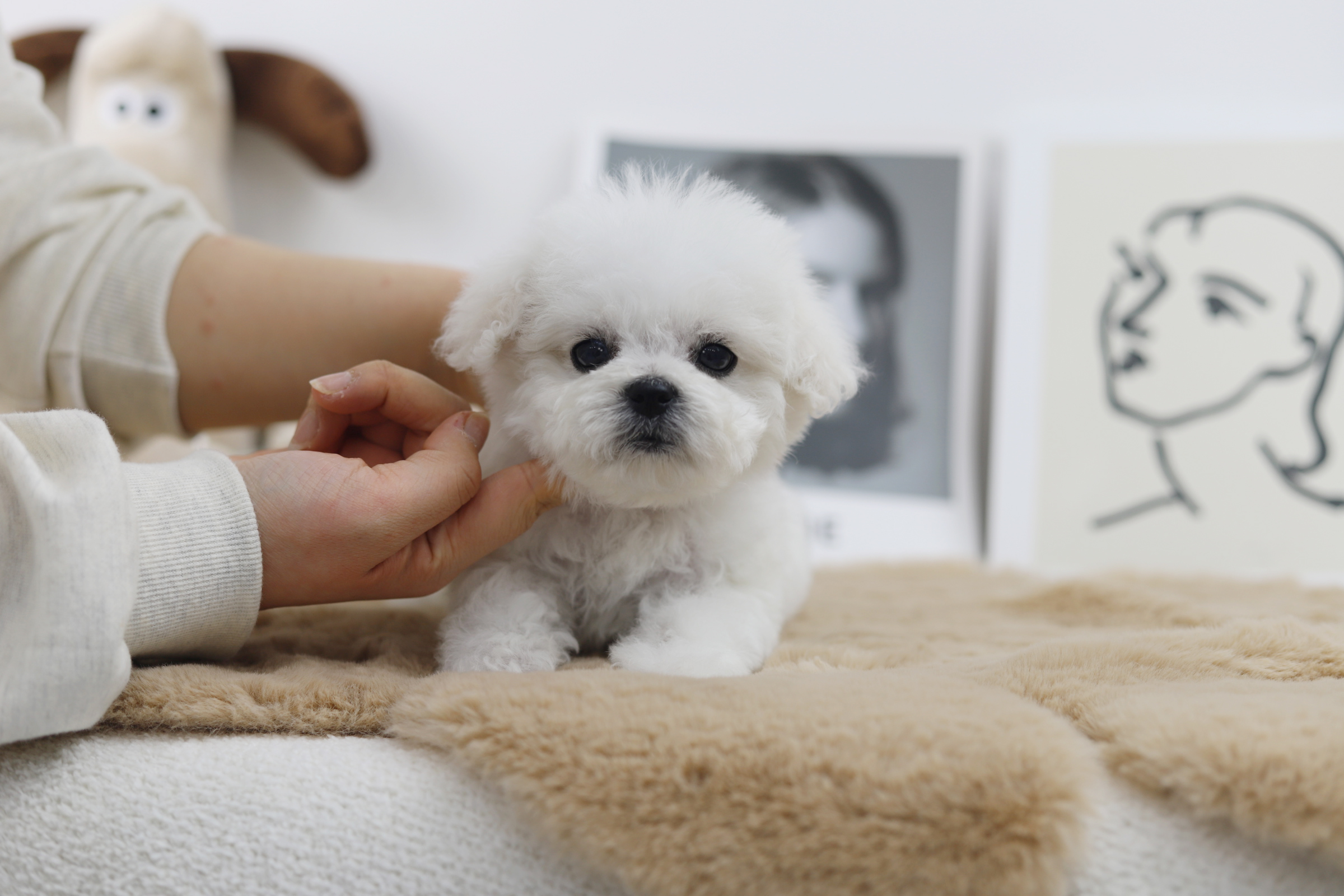 미니비숑분양합니다(10만원부터)