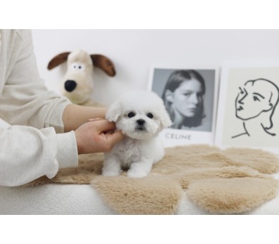 미니비숑분양합니다(10만원부터)