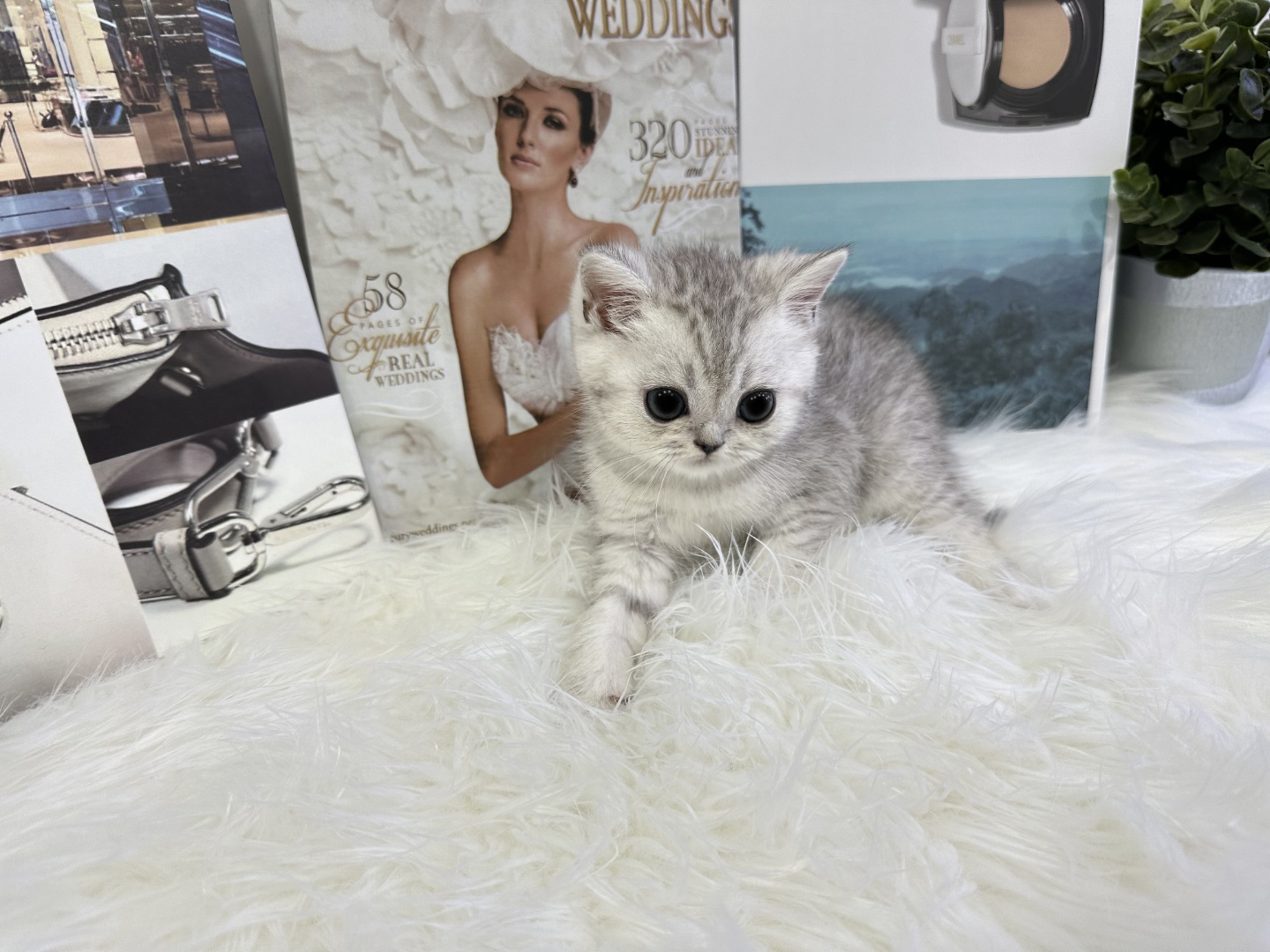 브리티쉬숏헤어 분양합니다