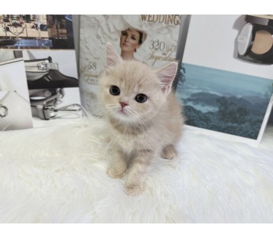 브리티쉬숏헤어 분양합니다