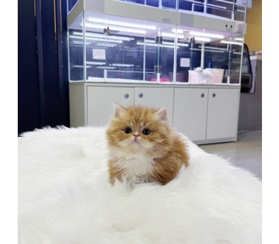 먼치킨(20만원부터)