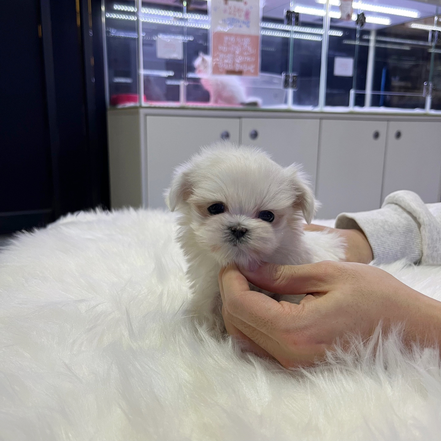 말티즈분양(10만원부터)