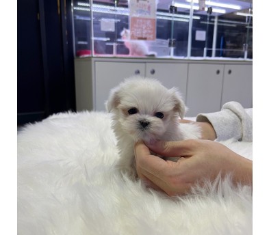 말티즈분양(10만원부터)