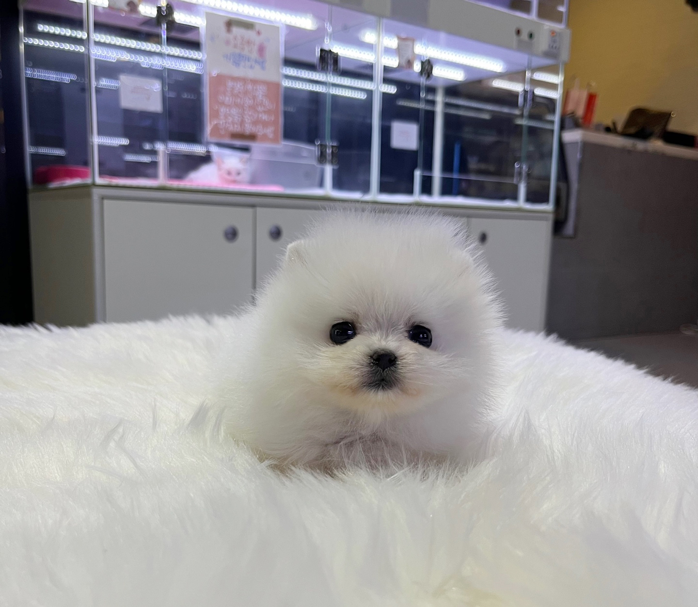 포메라니안분양(20만원부터)