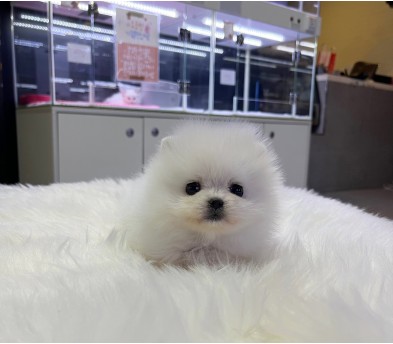 포메라니안분양(20만원부터)