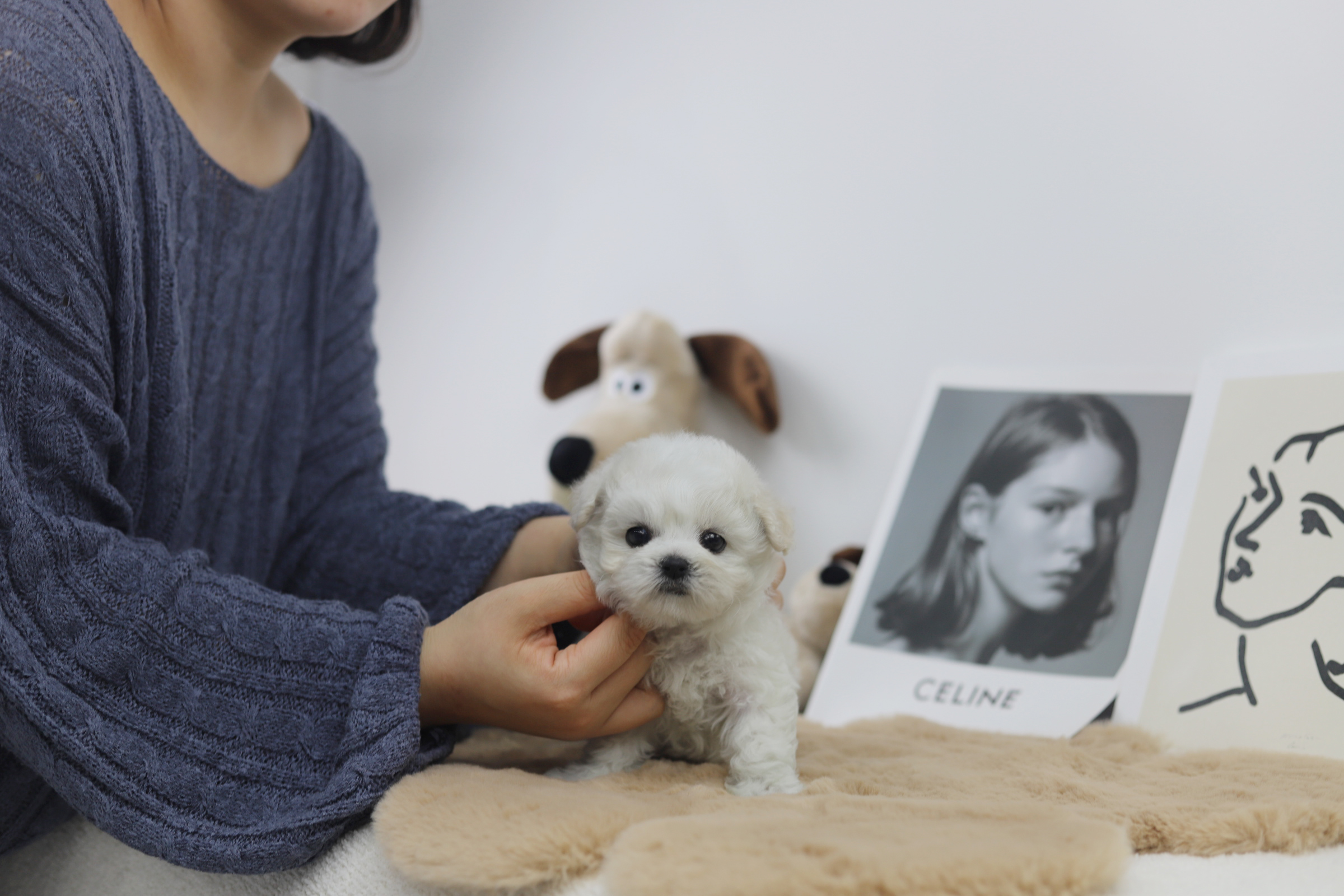 미니비숑분양합니다(10만원부터)