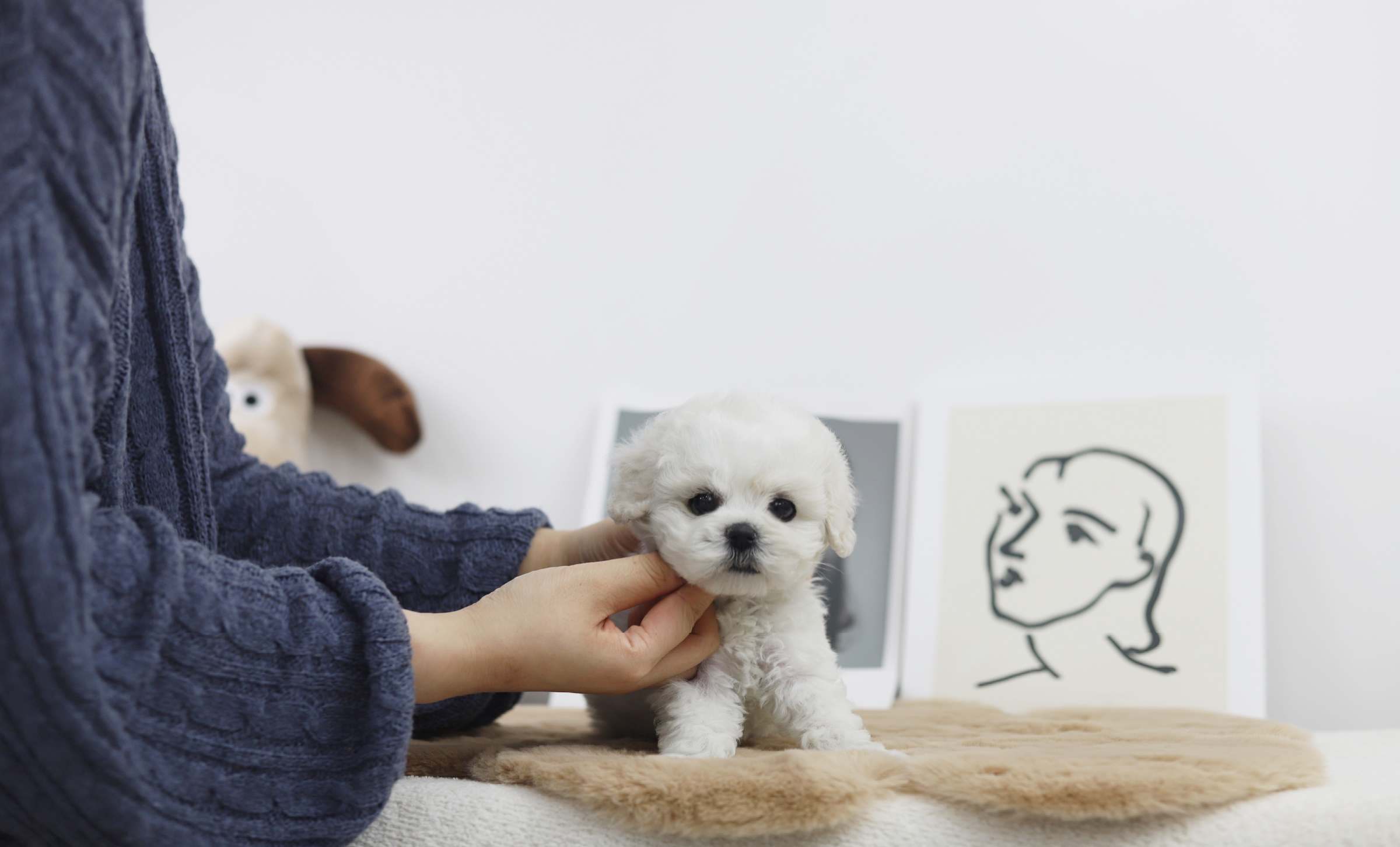 미니비숑분양합니다(10만원부터)